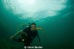 Belinda with weedy sea dragon by Dave Baxter 